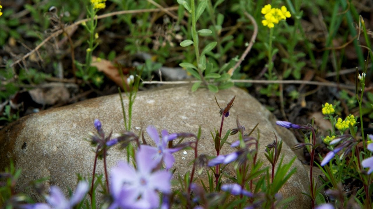 Eine schöne Kombination für den Garten: gelbes Steinkraut (Alyssum montanum) und Polster-Phlox (Phlox subulata).