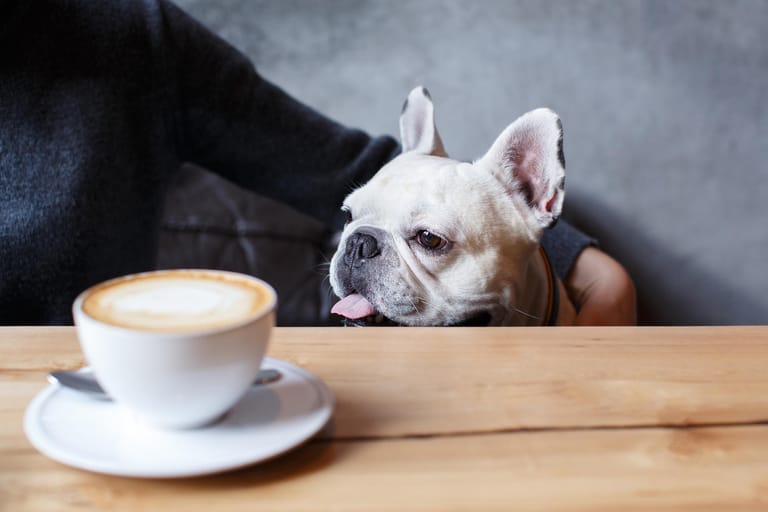Auch Getränke wie Kaffee sind für Hunde tabu. Das enthaltene Methylxanthin wirkt sich auf das Nervensystem des Hundes aus und kann unter Umständen sogar zum Tod führen.