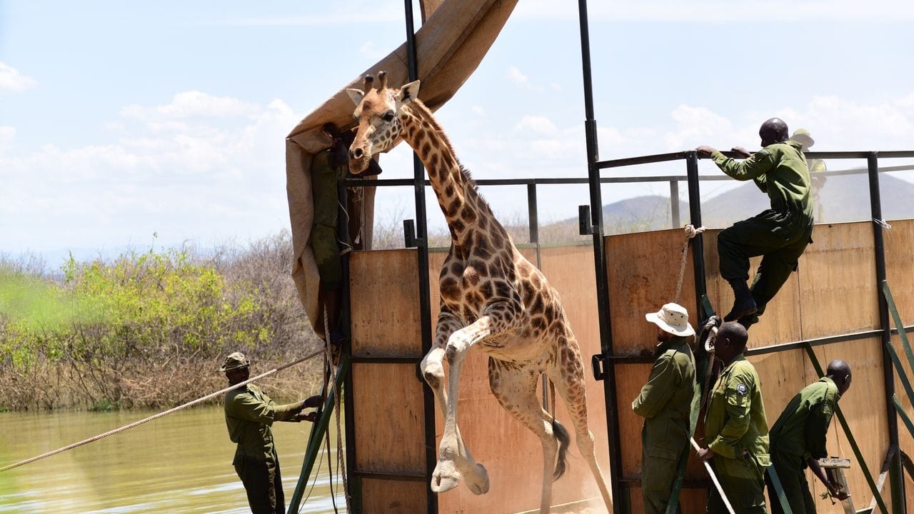 Die Giraffe "Susan" wird freigelassen, nachdem sie mit einer Barke von der Insel Longicharo im Baringo-See auf das Festland gebracht wurde.