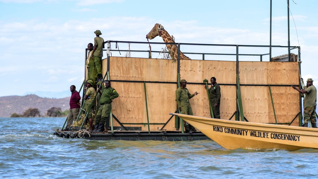 Eine vom Aussterben bedrohte Rothschildgiraffe wird auf einem Lastkahn transportiert, um sie von der Insel Longicharo zu einem Schutzgebiet auf dem Festland zu bringen.