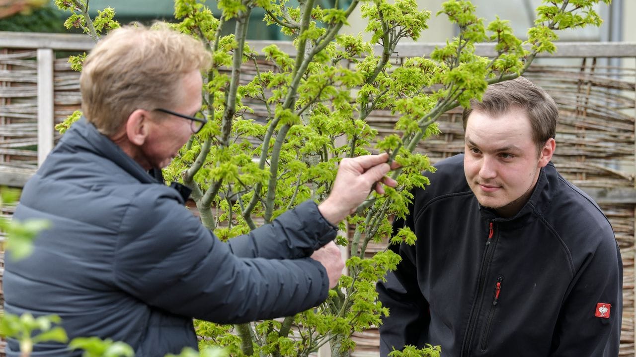 Viel Fachwissen zu Pflanzen ist gefragt: Manfred Freuken zeigt seinem Auszubildenden Nico Hemsteg den richtigen Beschnitt an einem Schlitzahorn.