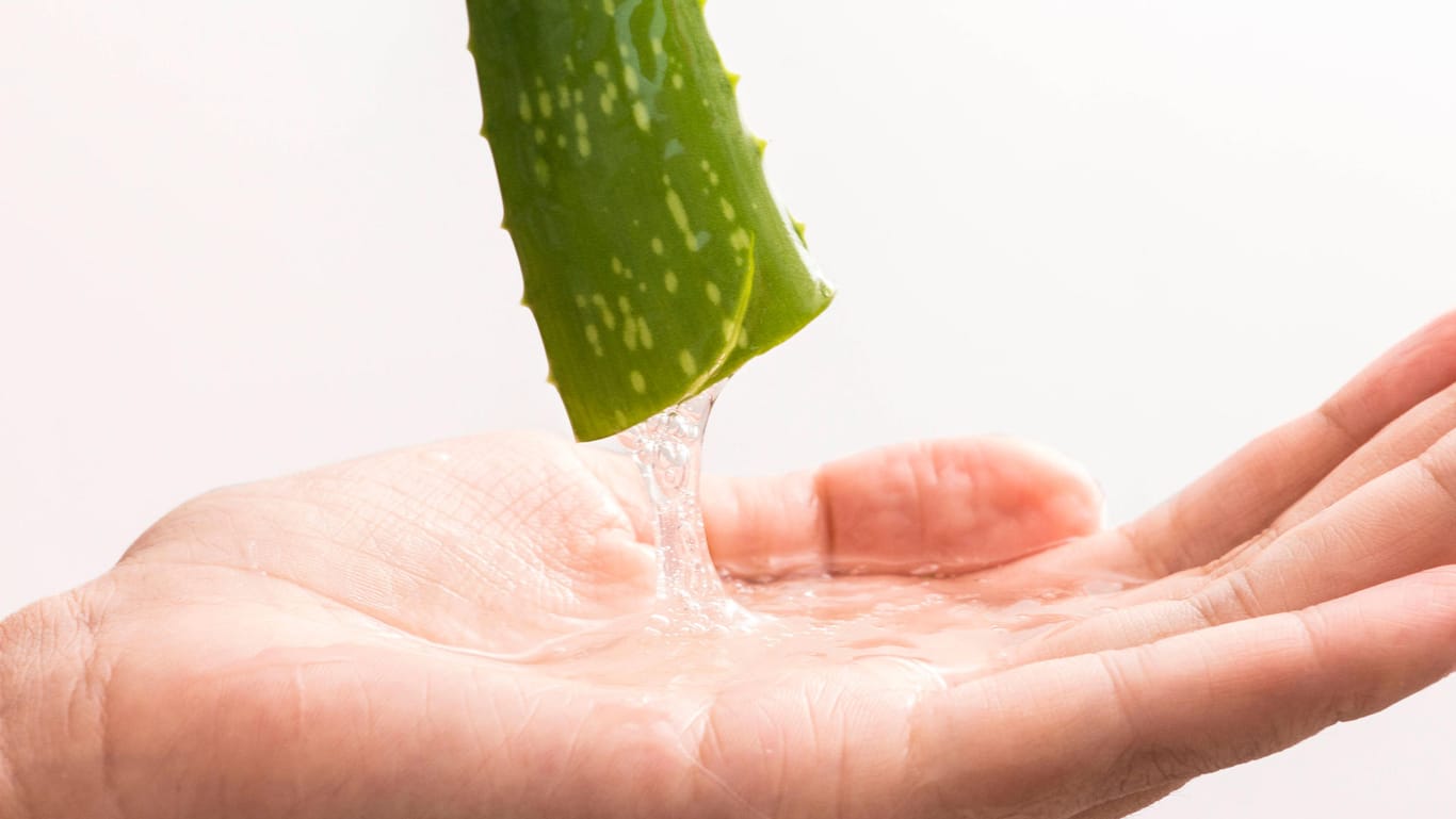 Echte Aloe (Aloe vera): Ihr Blättersaft wird zur Hautpflege verwendet.