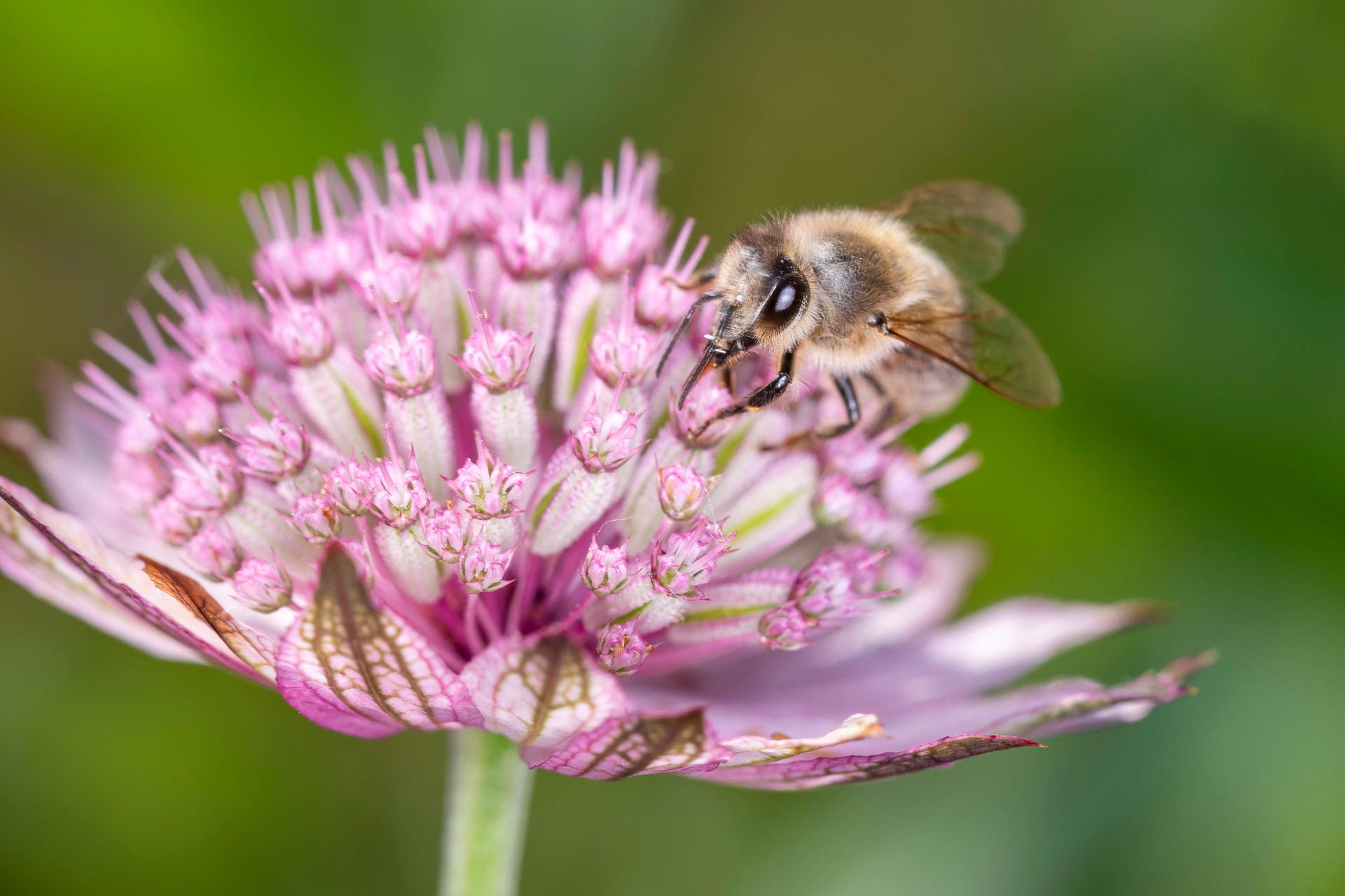 Sterndolde (Astrantia)