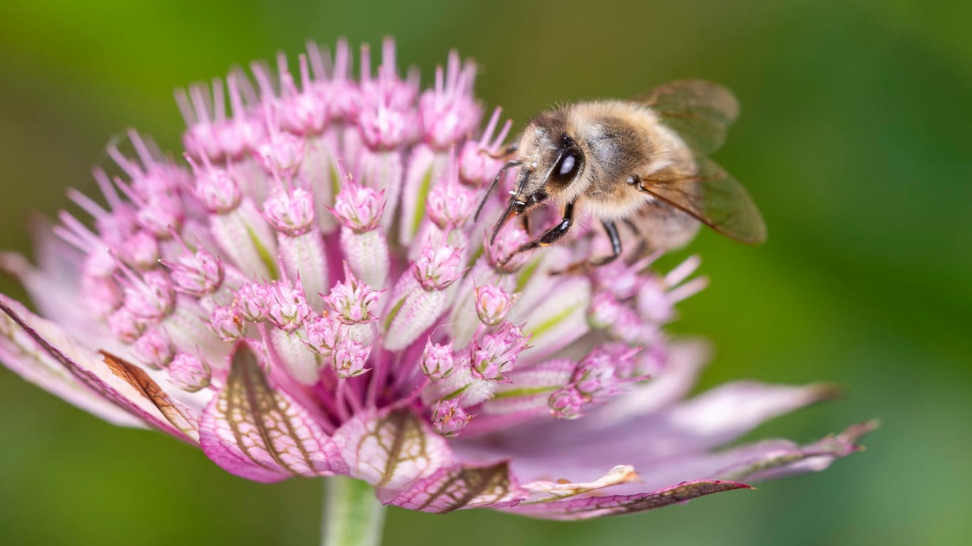 Sterndolde (Astrantia)