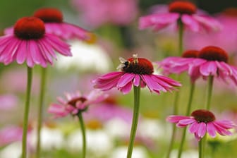 Purpursonnenhut (Echinacea purpurea)