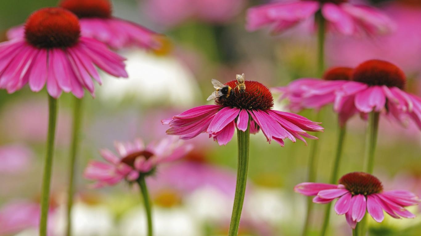 Purpursonnenhut (Echinacea purpurea)