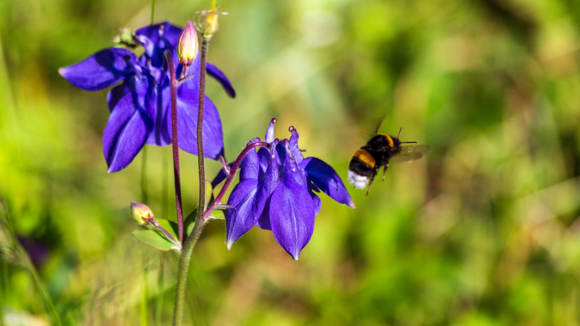 Akelei (Aquilegia)