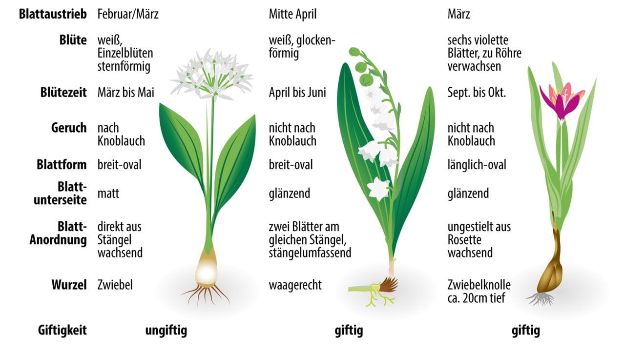 Die Unterscheidungsmerkmale von Bärlauch, Maiglöckchen und Herbstzeitlosen auf einen Blick. Die Unterscheidungsmerkmale von Bärlauch, Maiglöckchen und Herbstzeitlosen auf einen Blick.