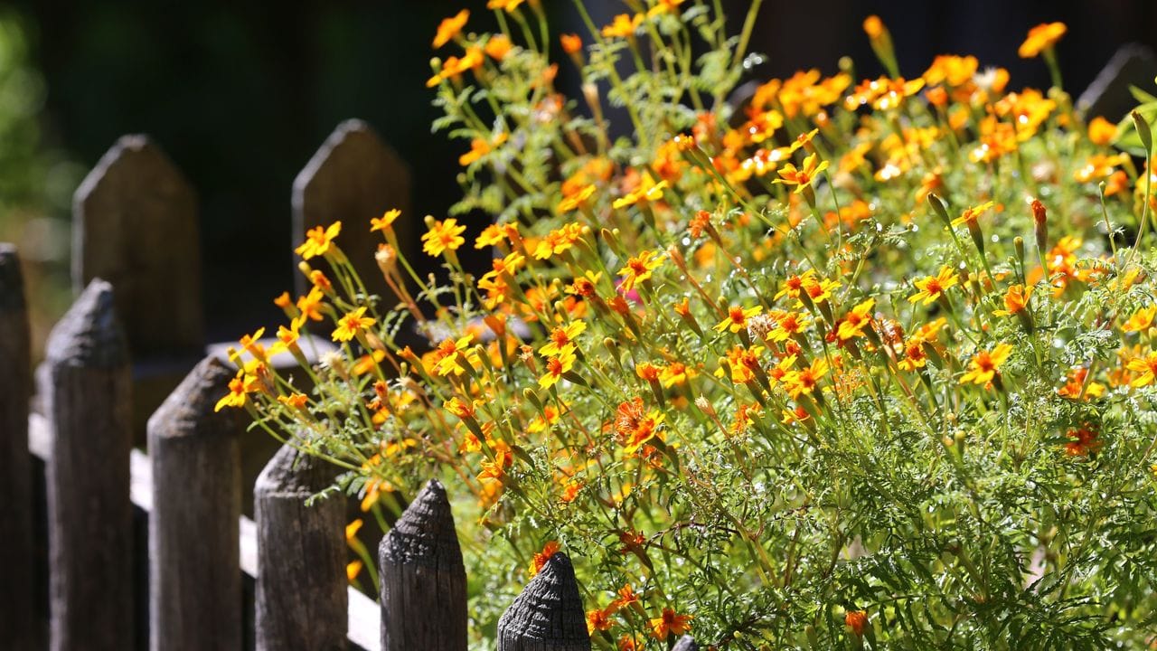 Blühende Studentenblumen am Gartenzaun können Gäste und Bewohner willkommen heißen.