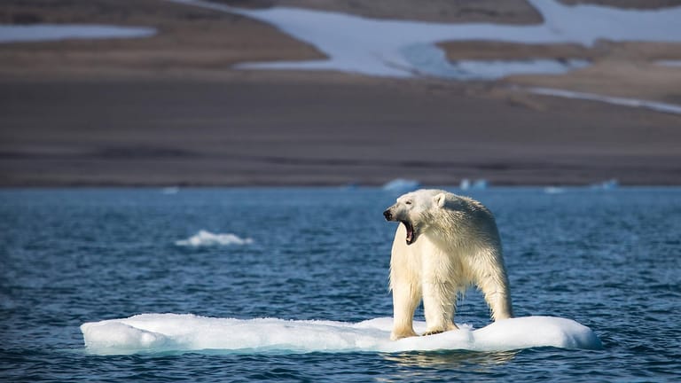 Eine der sichtbarsten Folgen der Klimakrise ist die Eisschmelze und diese hat wiederum Auswirkungen auf Eisbären. Die Tiere müssen schon jetzt längere Strecken schwimmen, um festes Eis zu finden, von dem aus sie Robben jagen können.
