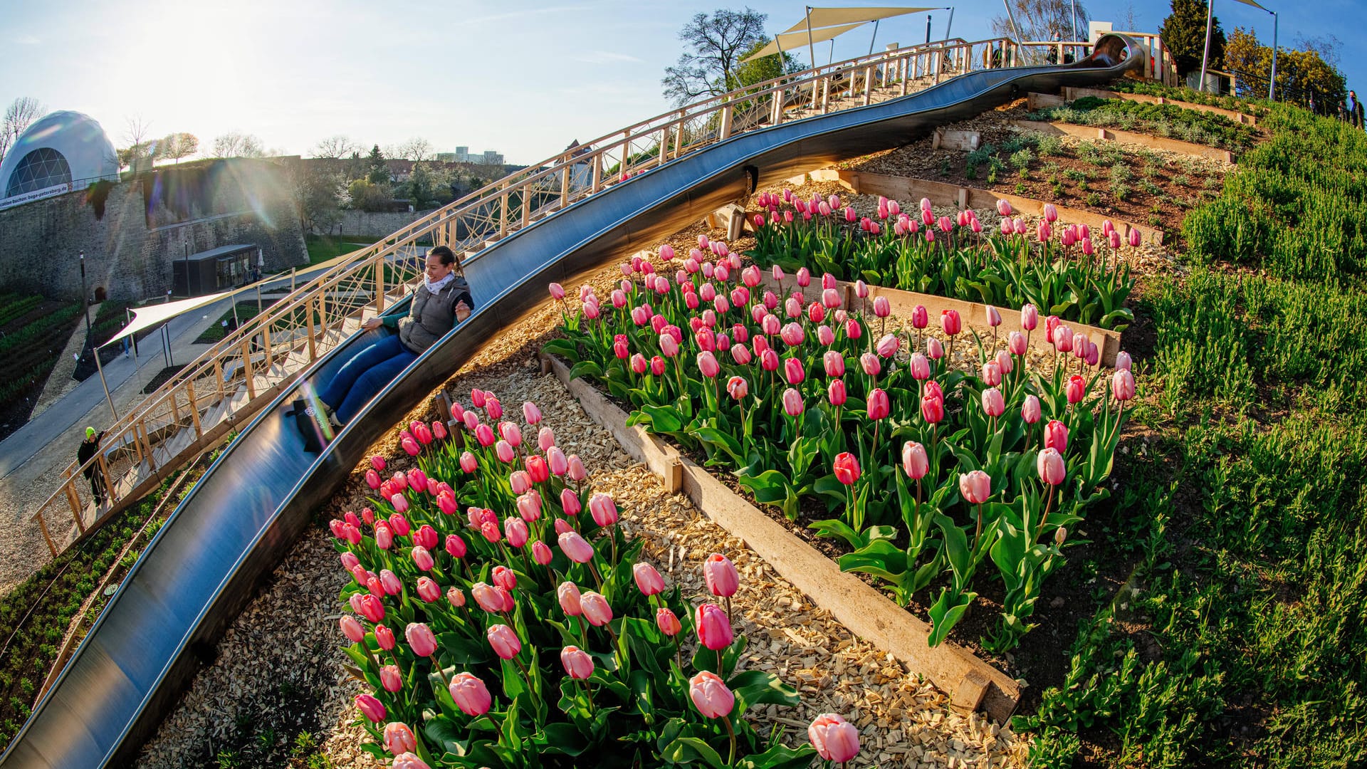 Tulpen blühen am Rutschenhang am Petersberg: Als Attraktion für Besucher wurden hier gleich mehrere Rutschen aufgebaut.