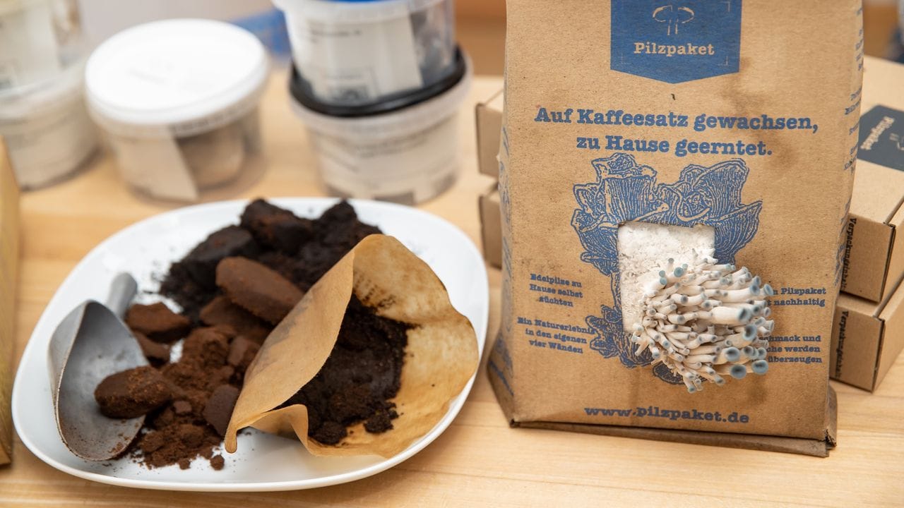 Alter Kaffeesatz eignet sich für die Pilzzucht. Alter Kaffeesatz eignet sich für die Pilzzucht.