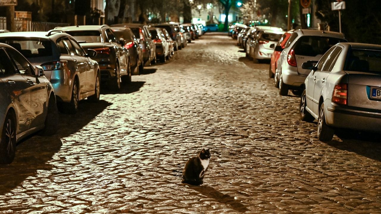 In aller Ruhe sitzt eine Katze kurz nach Beginn der Ausgangssperre auf einer Straße in Berlin-Karlshorst (Archiv).