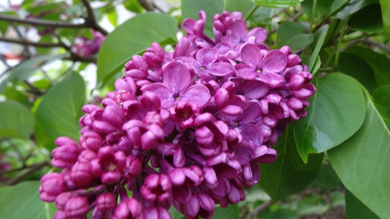 Ein Klassiker und eine besonders schöne Sorte unter den Edelfliedern: 'Andenken an Ludwig Späth' (Syringa vulgaris 'Andenken an Ludwig Späth'). Ein Klassiker und eine besonders schöne Sorte unter den Edelfliedern: 'Andenken an Ludwig Späth' (Syringa vulgaris 'Andenken an Ludwig Späth').