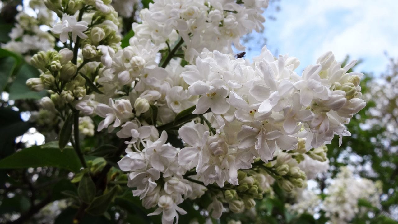 Beliebt unter unter den Edelfliedern ist auch die Sorte 'Madame Lemoine' (Syringa vulgaris 'Madame Lemoine'). Beliebt unter unter den Edelfliedern ist auch die Sorte 'Madame Lemoine' (Syringa vulgaris 'Madame Lemoine').