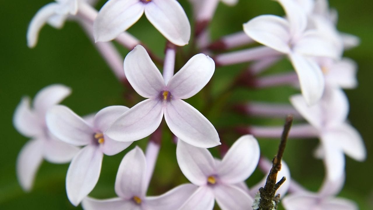 Der Persische Flieder (Syringa persica) hat neben wunderschönen, duftenden Blüten auch fein gefiedertes Laub. Der Persische Flieder (Syringa persica) hat neben wunderschönen, duftenden Blüten auch fein gefiedertes Laub.