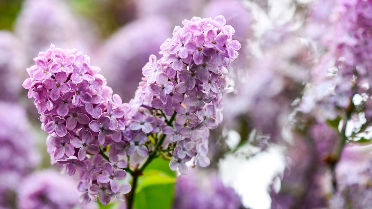 Sein Duft ist unverkennbar: Flieder eignet sich für den Garten, denn er wächst und blüht meist üppig. Sein Duft ist unverkennbar: Flieder eignet sich für den Garten, denn er wächst und blüht meist üppig.