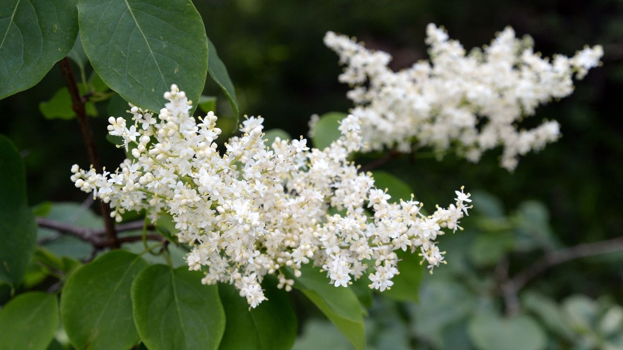 Der Japanische Flieder (Syringa reticulata) gehört zu den Wildarten - er hat kleine, cremefarbene Blüten. Der Japanische Flieder (Syringa reticulata) gehört zu den Wildarten - er hat kleine, cremefarbene Blüten.