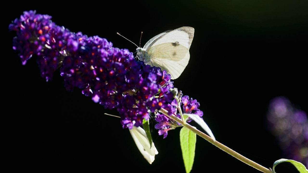 Die Blüten sehen nicht nur schön aus, sie locken auch Insekten an - wie hier etwa einen Kohlweißling. Die Blüten sehen nicht nur schön aus, sie locken auch Insekten an - wie hier etwa einen Kohlweißling.