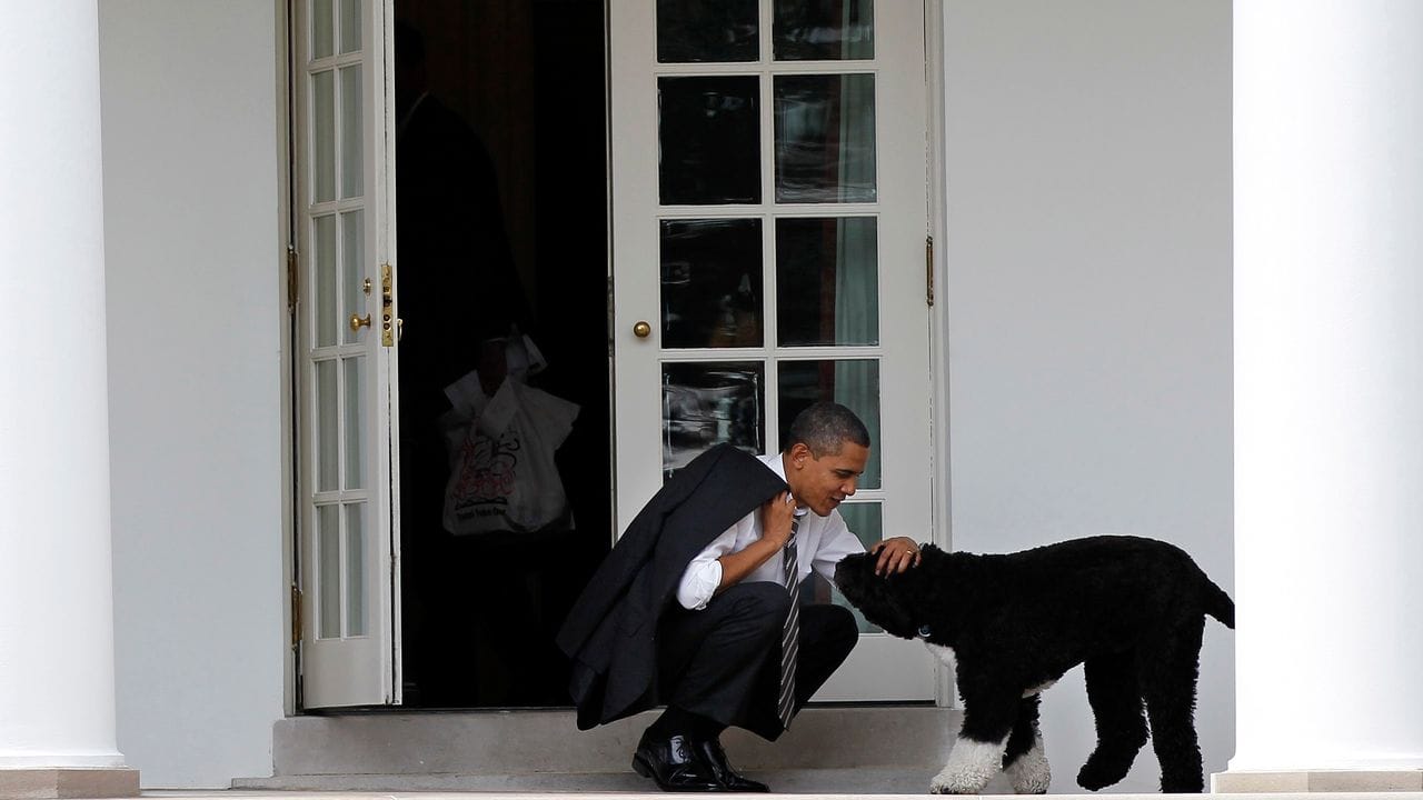 Barack Obama, damaliger Präsident der USA, 2012 mit dem Portugiesischen Wasserhund Bo.