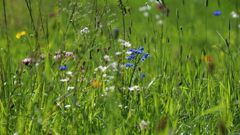 So eine Blumenwiese ist eine wunderbare Nahrungsquelle für Insekten.