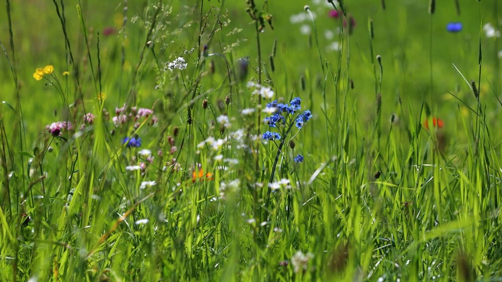 So eine Blumenwiese ist eine wunderbare Nahrungsquelle für Insekten.