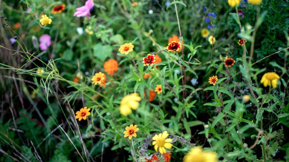 Damit eine Wiese mit Wildblumen gedeiht, braucht sie einen gut vorbereiteten Boden.