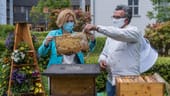 „Unsere Bienen sind systemrelevant“, sagt Bundeslandwirtschaftsministerin Julia Klöckner (CDU) zum Weltbienentag - denn für Bienen gelte dasselbe wie für Pflegekräfte: ohne sie laufe nichts. Ihr Ministerium fördert Forschung zum Schutz von Bestäuberinsekten und hat selbst zwei Bienenstöcke im Garten. Klöckners aktuelle Initiative "Bienen füttern" wirbt dafür, Blumen für Wildbienen zu pflanzen.