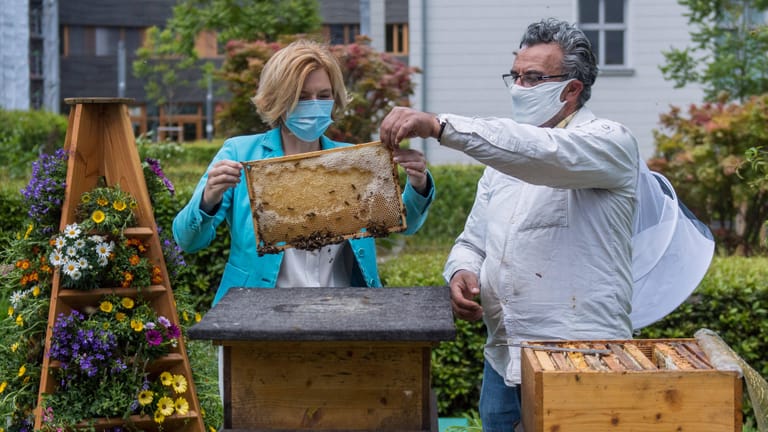 „Unsere Bienen sind systemrelevant“, sagt Bundeslandwirtschaftsministerin Julia Klöckner (CDU) zum Weltbienentag - denn für Bienen gelte dasselbe wie für Pflegekräfte: ohne sie laufe nichts. Ihr Ministerium fördert Forschung zum Schutz von Bestäuberinsekten und hat selbst zwei Bienenstöcke im Garten. Klöckners aktuelle Initiative "Bienen füttern" wirbt dafür, Blumen für Wildbienen zu pflanzen.