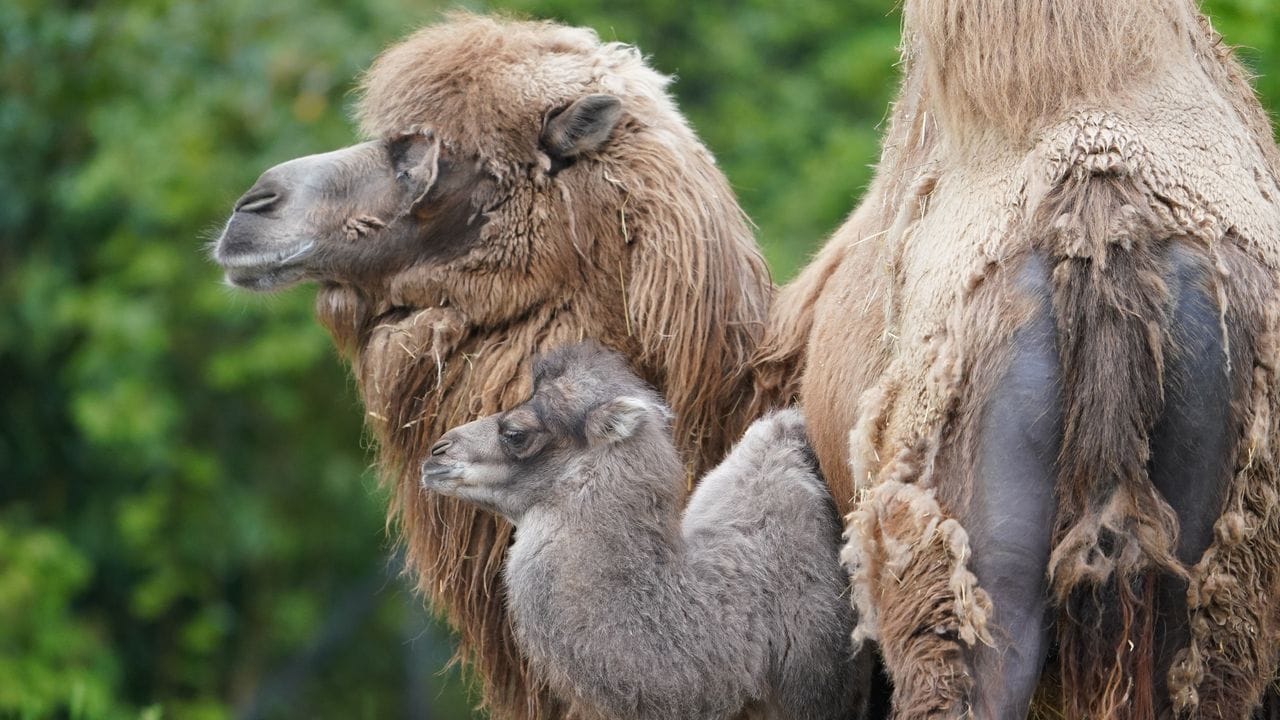 Kamelbaby Silke neben Mutter Samira in einem Gehege im Tierpark Hagenbeck.