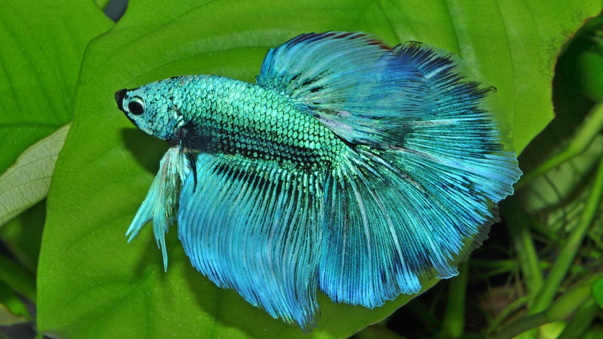 Siamesische Kampffische (Betta splendens) sind ein Farbtupfer in jedem Becken.