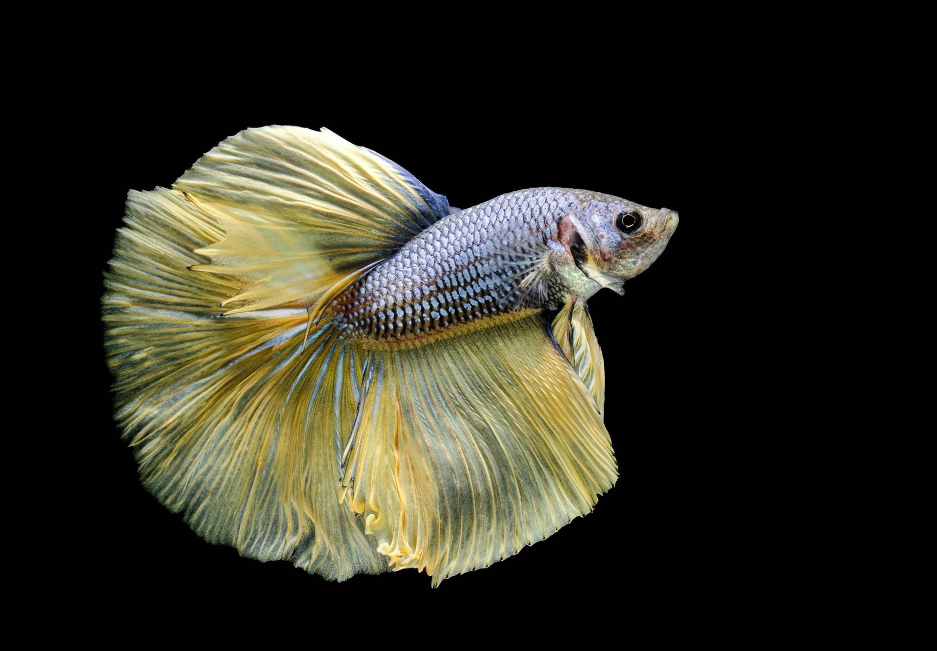 Siamesische Kampffische stammen ursprünglich aus Südostasien, haben sich aber an stille Süßwassergewässer angepasst.