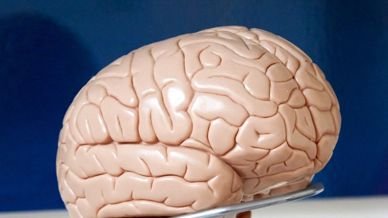 Bei einer Enzephalitis ist im Gegensatz zur Meningitis das gesamte Gehirn betroffen. Bei einer Enzephalitis ist im Gegensatz zur Meningitis das gesamte Gehirn betroffen.