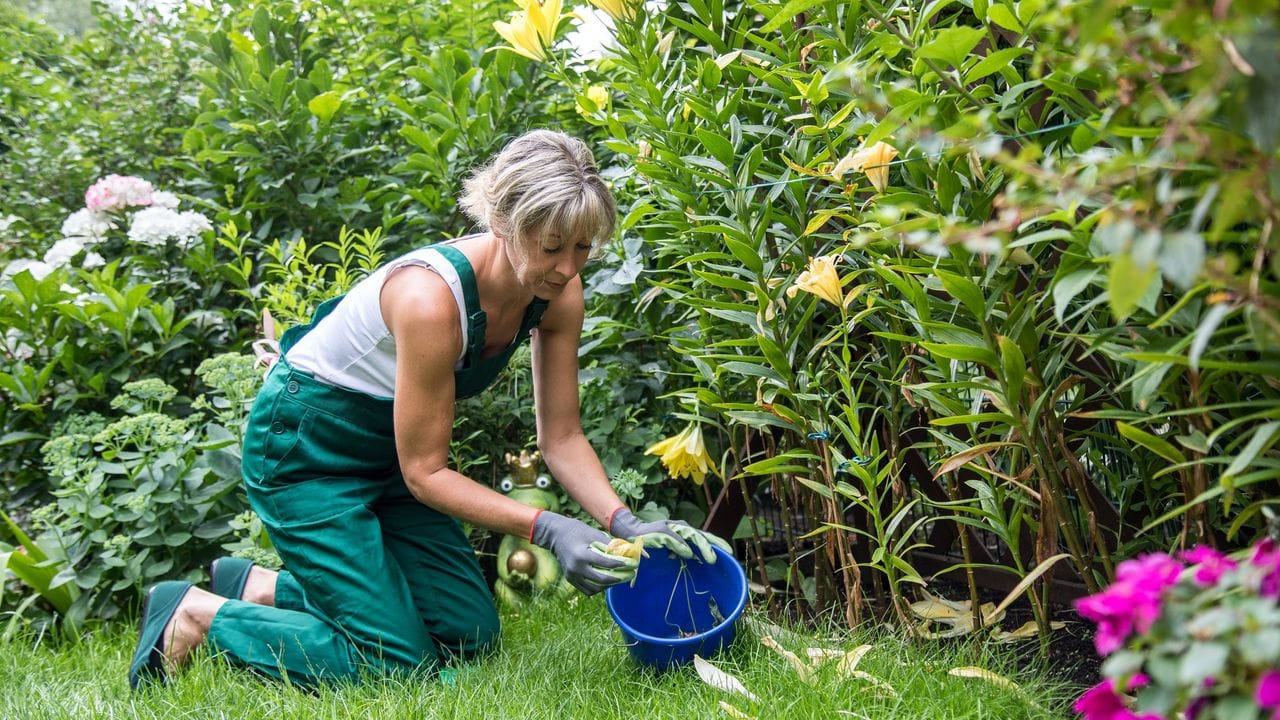 Eine hohe Kunst der Gartengestaltung: Schön, wenn Gärtnerinnen nicht nur auf die Optik der Pflanzen achten, sondern auch auf deren Duft. Eine hohe Kunst der Gartengestaltung: Schön, wenn Gärtnerinnen nicht nur auf die Optik der Pflanzen achten, sondern auch auf deren Duft.
