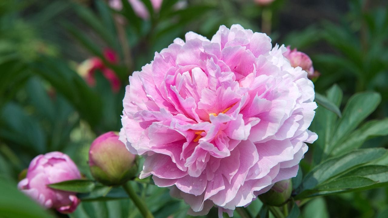 Die große Blüte ist schon eindrucksvoll, Pfingstrosen (Paeonia) duften aber auch noch wundervoll. Die große Blüte ist schon eindrucksvoll, Pfingstrosen (Paeonia) duften aber auch noch wundervoll.