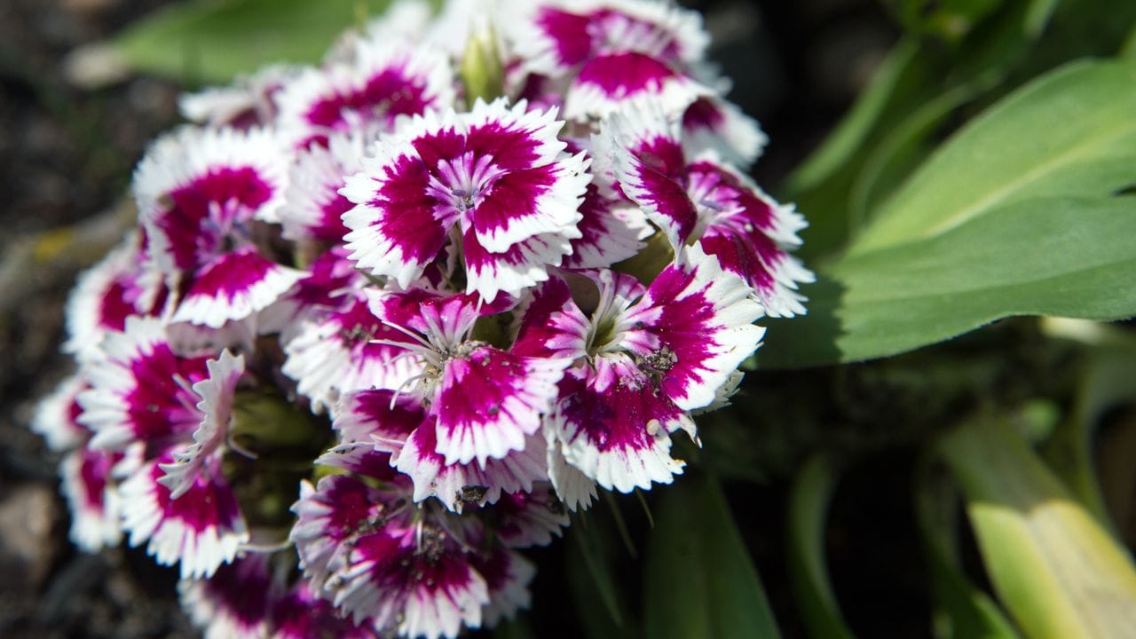 Bartnelken (Dianthus barbatus) blühen nicht nur üppig, sie verströmen auch einen feinen Duft im Garten. Bartnelken (Dianthus barbatus) blühen nicht nur üppig, sie verströmen auch einen feinen Duft im Garten.