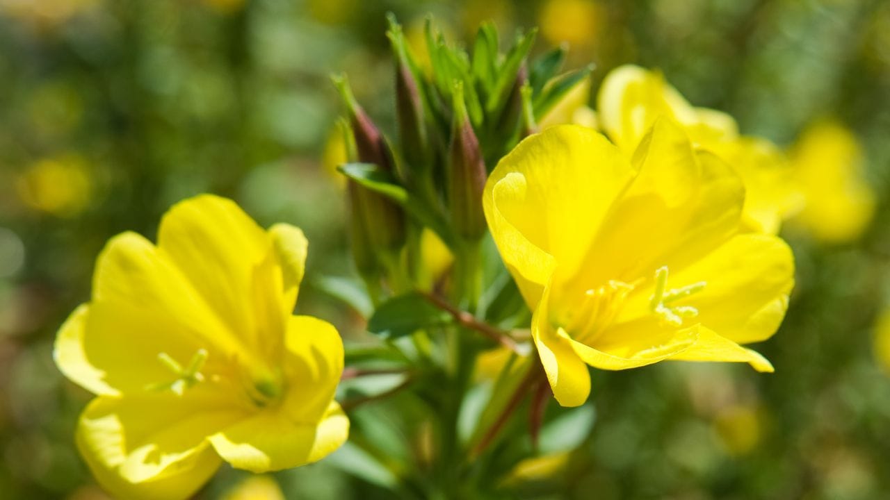 Die gemeine Nachtkerze (Oenothera biennis) leuchtet wunderschön und lockt Nachtfalter an. Die gemeine Nachtkerze (Oenothera biennis) leuchtet wunderschön und lockt Nachtfalter an.