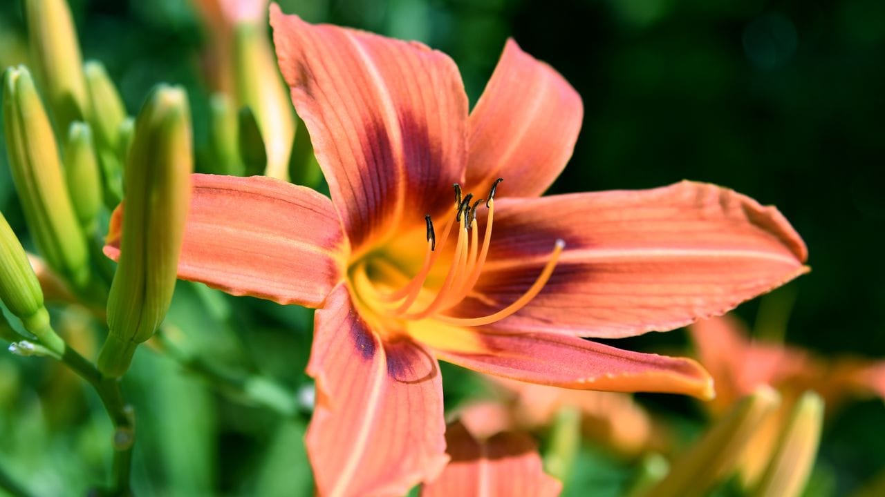 Sie gehört zu den Klassiker im Duftgarten: Taglilie (Hemerocallis). Sie gehört zu den Klassiker im Duftgarten: Taglilie (Hemerocallis).