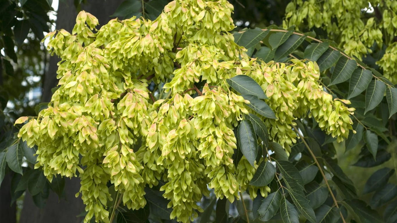 Chinesischer Götterbaum: Die Blüte ist oft gelb-grünlich.