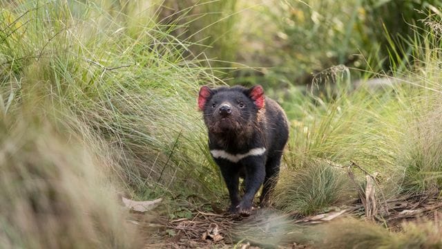 Rund 3000 Jahre nach ihrem Aussterben auf dem australischen Festland sind dort erstmals wieder Tasmanische Teufel in Freiheit geboren worden.