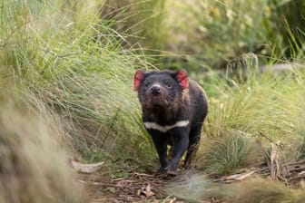 Rund 3000 Jahre nach ihrem Aussterben auf dem australischen Festland sind dort erstmals wieder Tasmanische Teufel in Freiheit geboren worden.