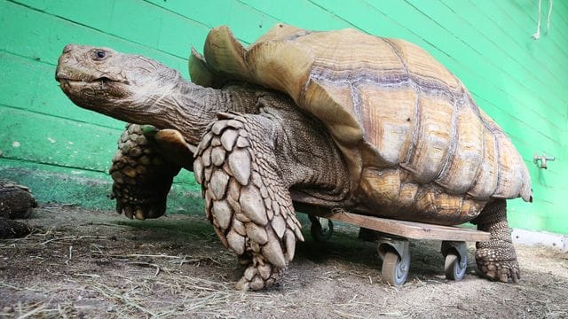 Das rund 100 Kilogramm schwere Schildkrötenmännchen Helmuth bewegt sich auf seinem Rollbrett durch das Gehege im Gelsenkirchener Zoo. Das rund 100 Kilogramm schwere Schildkrötenmännchen Helmuth bewegt sich auf seinem Rollbrett durch das Gehege im Gelsenkirchener Zoo.