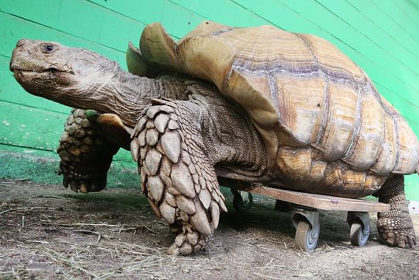 Das rund 100 Kilogramm schwere Schildkrötenmännchen Helmuth bewegt sich auf seinem Rollbrett durch das Gehege im Gelsenkirchener Zoo.