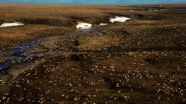 Die Biden-Administration setzt Öl- und Gaspachtverträge in Alaskas Arctic National Wildlife Refuge aus, während sie die Umweltauswirkungen von Bohrungen in der abgelegenen Region überprüft. Die Biden-Administration setzt Öl- und Gaspachtverträge in Alaskas Arctic National Wildlife Refuge aus, während sie die Umweltauswirkungen von Bohrungen in der abgelegenen Region überprüft.