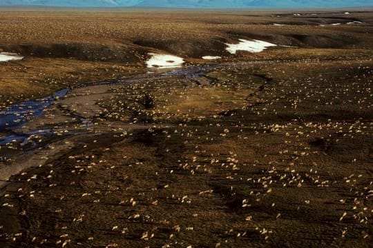 Die Biden-Administration setzt Öl- und Gaspachtverträge in Alaskas Arctic National Wildlife Refuge aus, während sie die Umweltauswirkungen von Bohrungen in der abgelegenen Region überprüft.