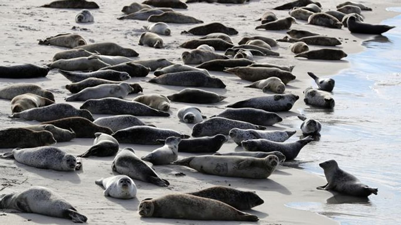 Robben und Seehunde liegen am Südstrand auf der Düne vor der Insel Helgoland in der Sonne.