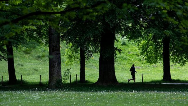 Ein Jogger ist im Englischen Garten in München unterwegs. Ein Jogger ist im Englischen Garten in München unterwegs.