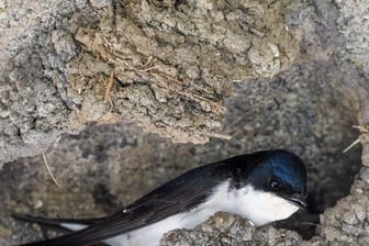 Eine Mehlschwalbe baut an ihrem Nest.