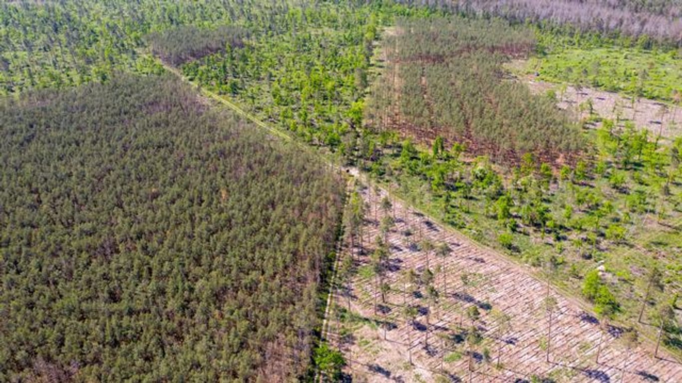 Deutschlands Wälder sind vielerorts in einem schlechten Zustand.