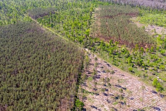 Deutschlands Wälder sind vielerorts in einem schlechten Zustand.